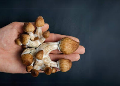 Benefits of Buying Magic Mushrooms Online Instead of In-Person