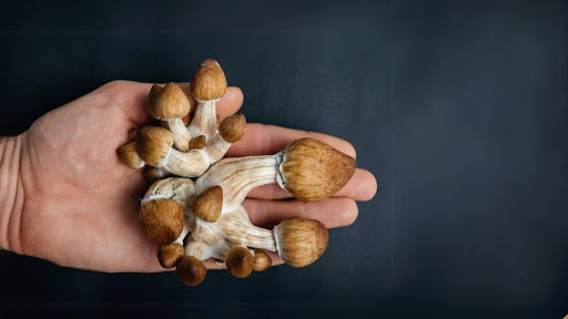 Benefits of Buying Magic Mushrooms Online Instead of In-Person