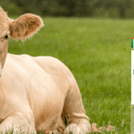 Benefits of working with top veterinary PCD companies in India