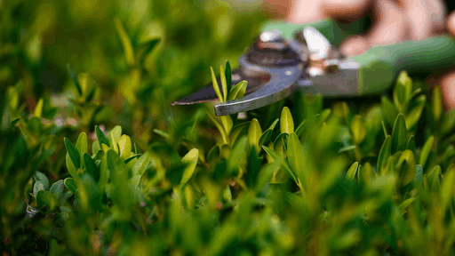 When to Invest in Professional Landscaping Services in Bonita Springs, FL