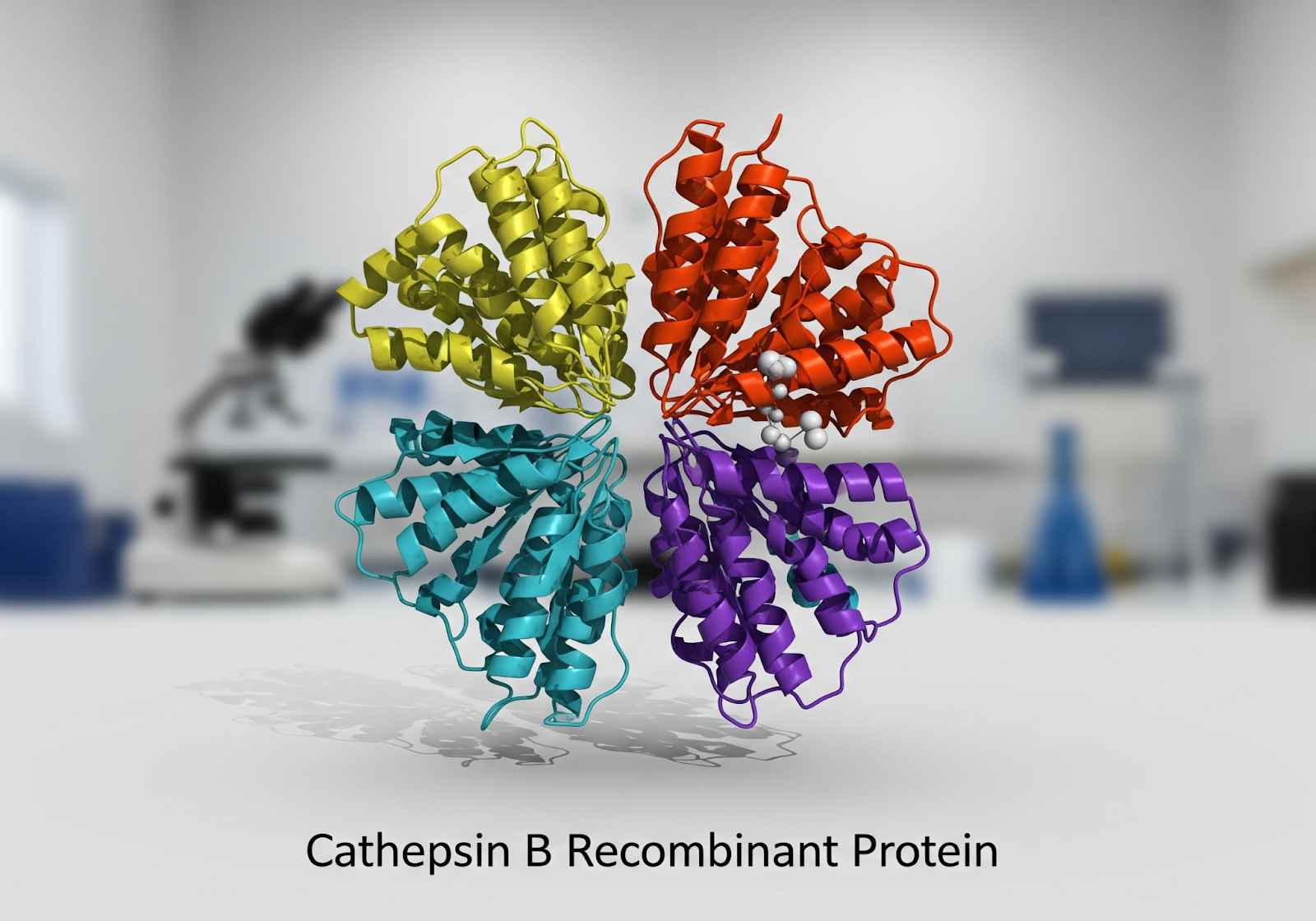 What is Cathepsin B Recombinant Protein Used For