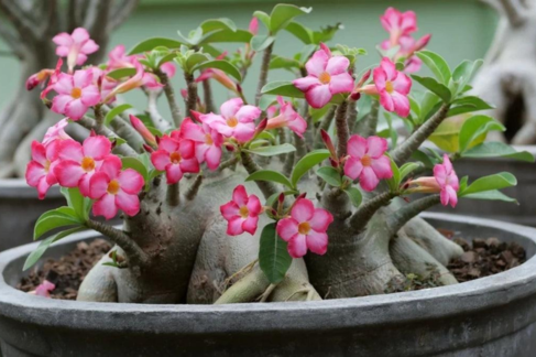 Adenium – The Desert Rose