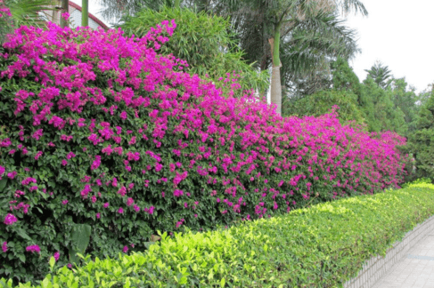 Bougainvillea – The King of Heat-Loving Climbers