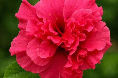 Hibiscus – The Classic Tropical Beauty