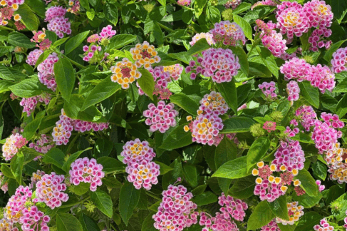 Lantana – The Hardy Butterfly Magnet
