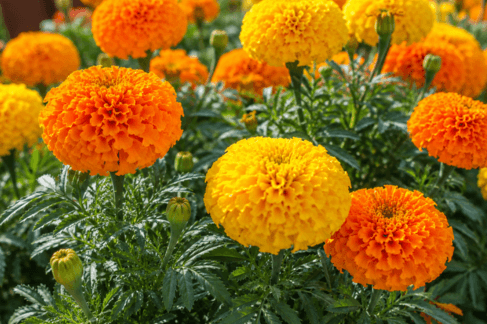 Marigold – The Traditional Summer Favorite
