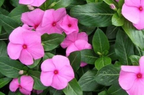 Periwinkle (Sadabahar) – The Ever-Blooming Plant