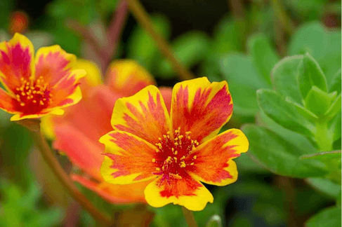 Portulaca (Moss Rose) – The Sun-Loving Carpet Flower