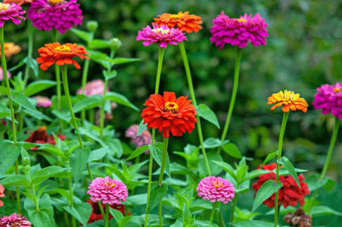 Zinnia – Bright and Cheerful Summer Blooms