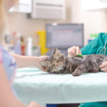 A Practical Guide To Female Cat Sterilization And Long Term Care