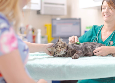 A Practical Guide To Female Cat Sterilization And Long Term Care