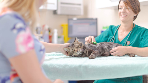 A Practical Guide To Female Cat Sterilization And Long Term Care